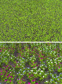 Pictures of simulated Lychnis coronaria field.