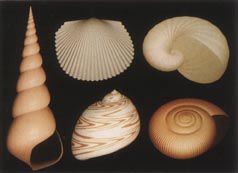 computer generated shells.