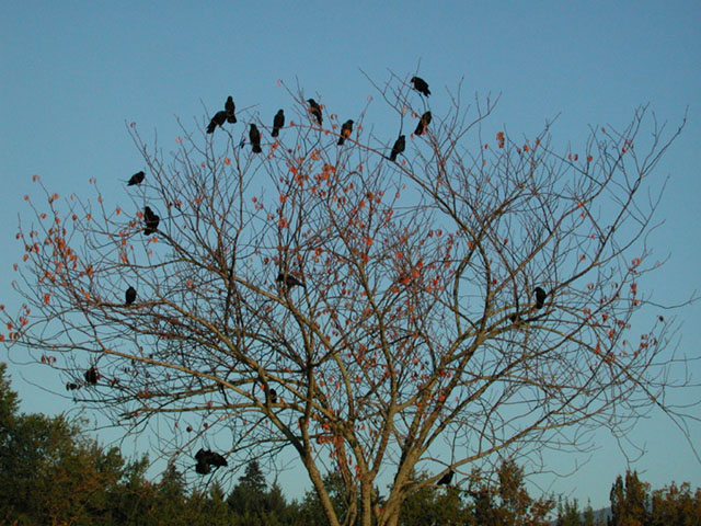crowsc