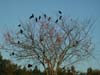 crowsc