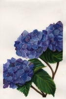 Watercolor of a hydrangea