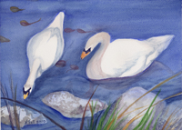 Watercolor of swans