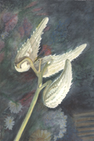 Watercolor of milkweed pods