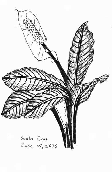 05-Plant2-SantaCruz-6-2006