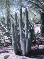 photo of a cactus