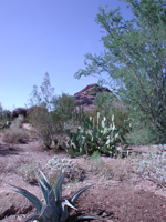 scene in desert garden