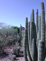 photo of a cactus