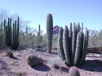 scene in desert garden