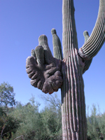 view from a plant sculpture