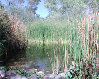 desert oasis