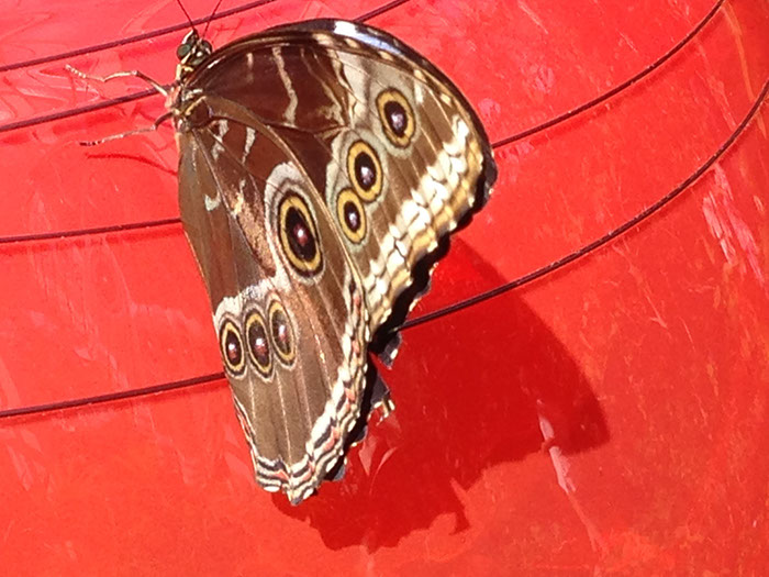 %_tempFileName2015-01-19%2013.48.01Butterfly%