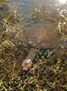 %_tempFileName2015-01-19%2009.17.06Turtle%