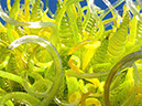 %_tempFileName2015-01-19%2009.54.30Chihuly%