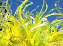 %_tempFileName2015-01-19%2009.54.56Chihuly%