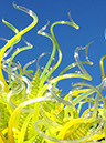 %_tempFileName2015-01-19%2009.55.02Chihuly%