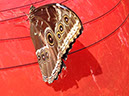 %_tempFileName2015-01-19%2013.48.01Butterfly%