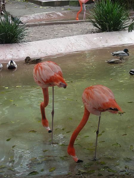 %_tempFileName32%20Flamingos%