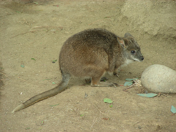 %_tempFileName40%20Wallaby%