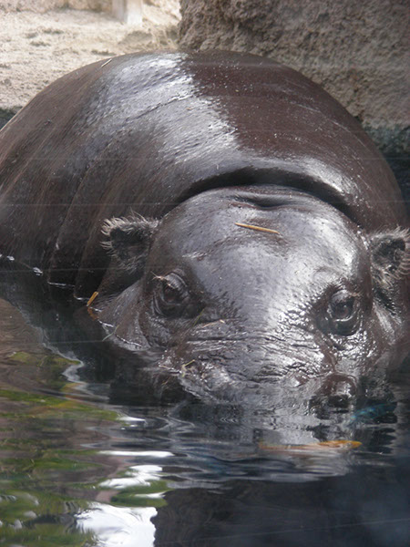 %_tempFileName51%20Small%20Hippo%