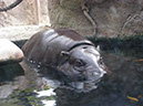 %_tempFileName50%20Small%20Hippo%