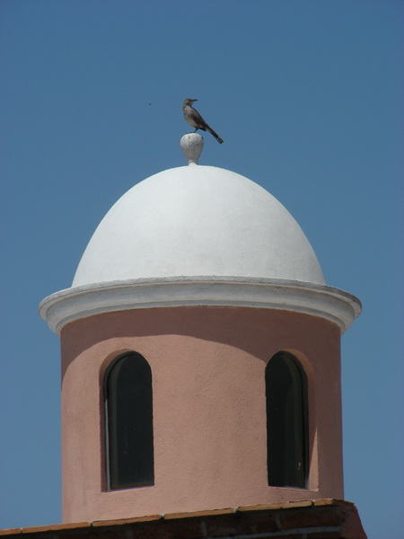 34-BirdCupola