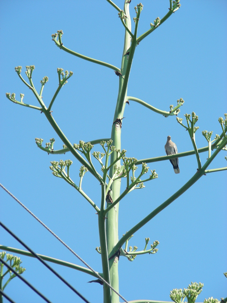 35-BirdCenturyPlant