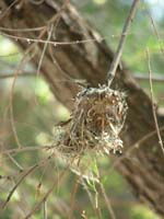 20-nest2