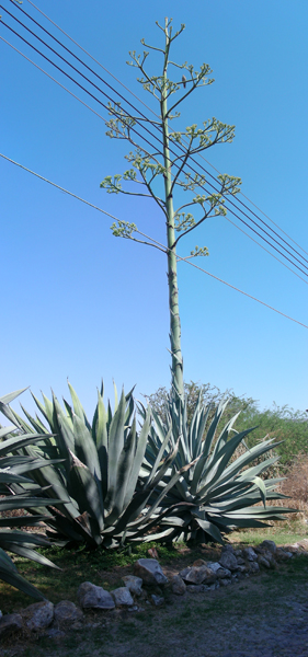 01-CenturyPlant