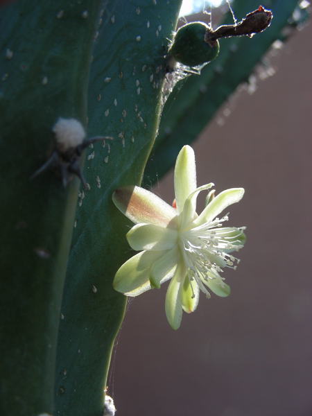 07-CactusFlower6
