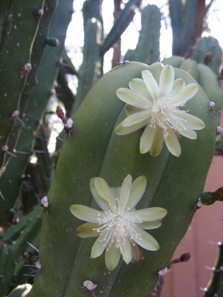 12-CactusFlowers