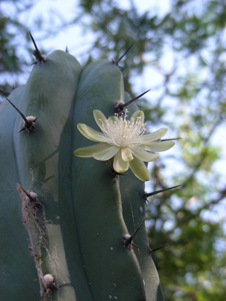 14-CactusFlower1