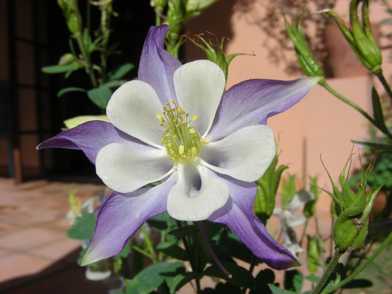 16-Aquilegia1