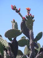 10-ppCactus2