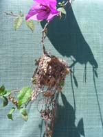 25-HummingbirdNest2