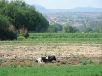 06-CowBirdField