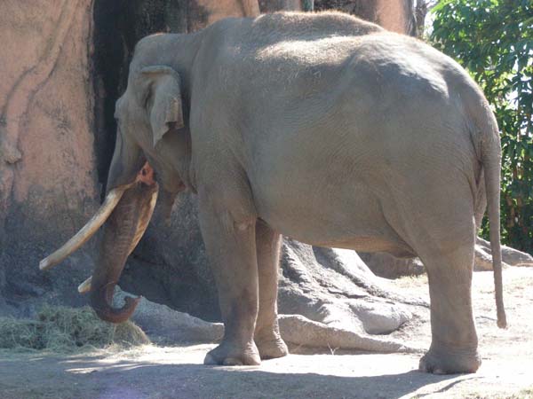 DSCN5050-asian-elephant