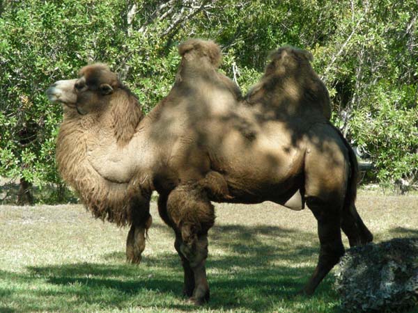 DSCN5061-camel