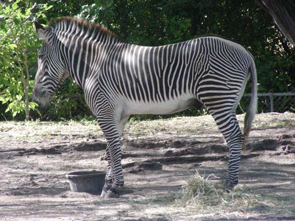 DSCN5082-zebra