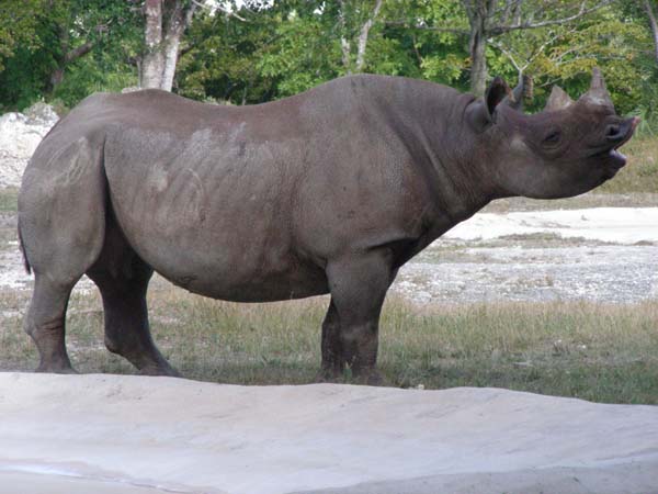 DSCN5101-rhino