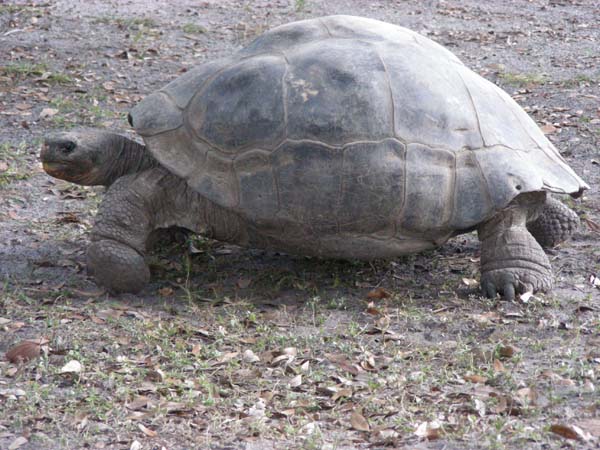 DSCN5116-tortoise