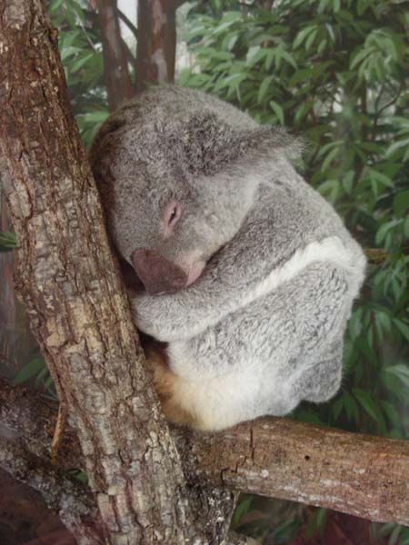 DSCN5119-koala