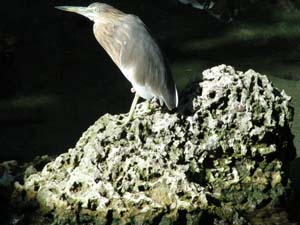 DSCN5034-bird