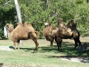 DSCN5056-dromedary