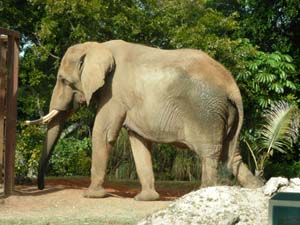 DSCN5094-african elephant