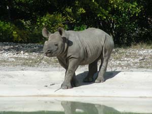 DSCN5105-baby-rhino
