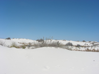 dune grass