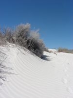 dune grass