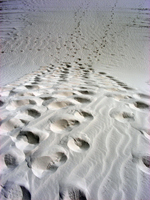 steps down the dune