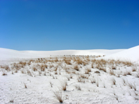 dune grass