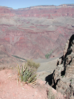 Colorado River from Skeleton Point